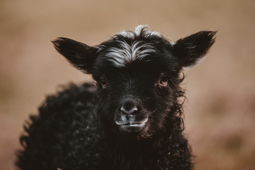 Tips for Storing Fresh Lamb