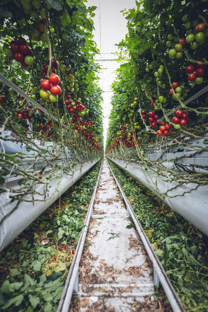 Ways to Keep Your Tomatoes Fresh All Year